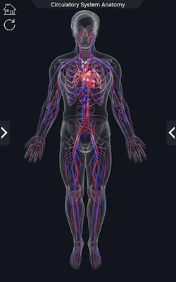 Circulatory System Anatomy android App screenshot 6